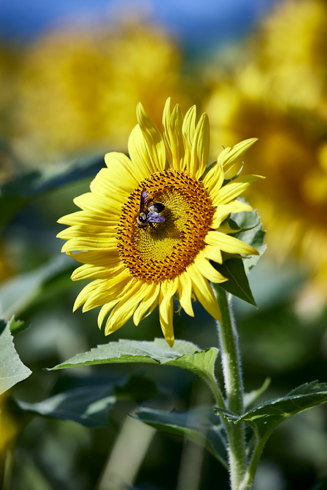 John E. Kelly Fine Art Photography – Bee Sunflower - Wild Things