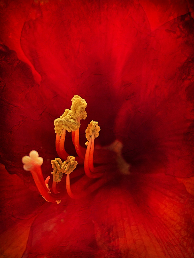 Red Textured Lily Photography Art | Kathleen Messmer Photography