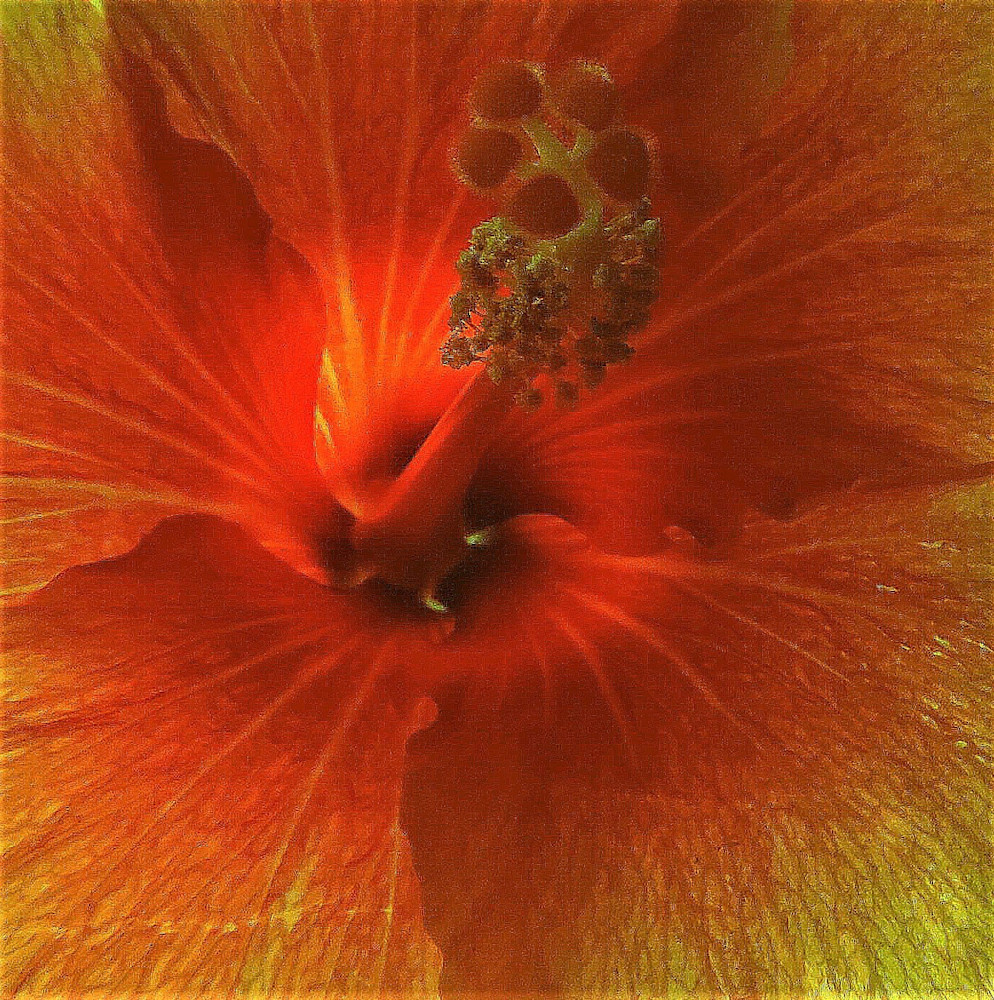 Hibiscus Art | peggystokes