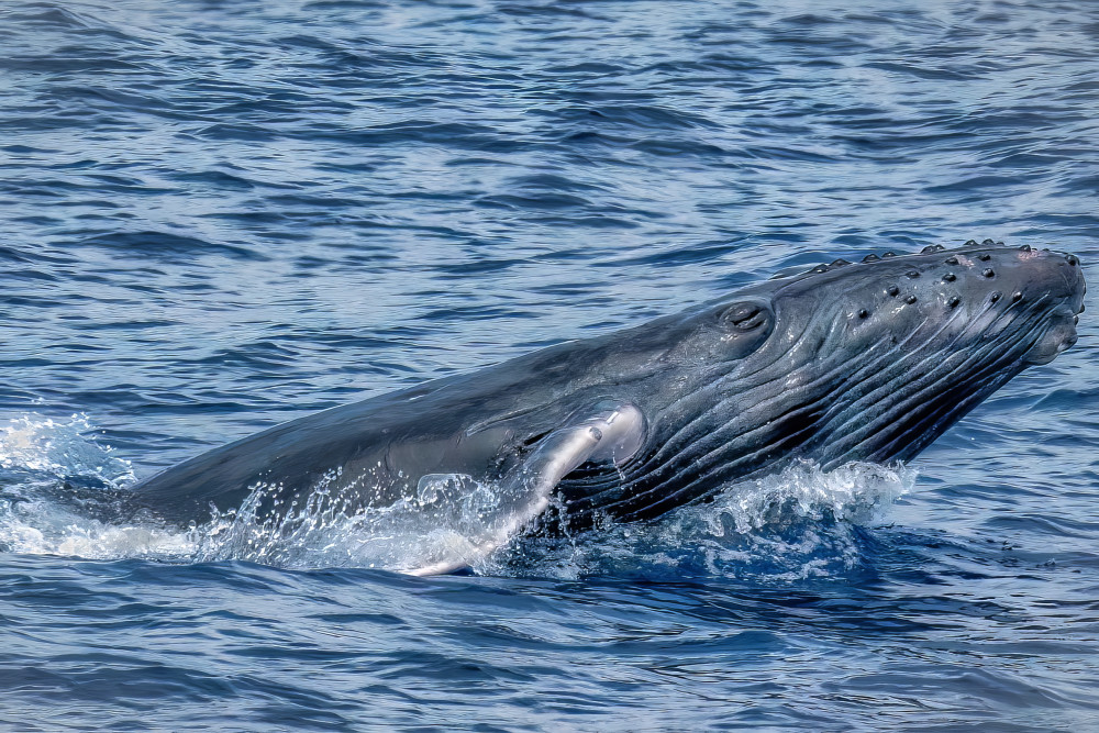 Splash Photography Art | Soaring Whales Photography LLC