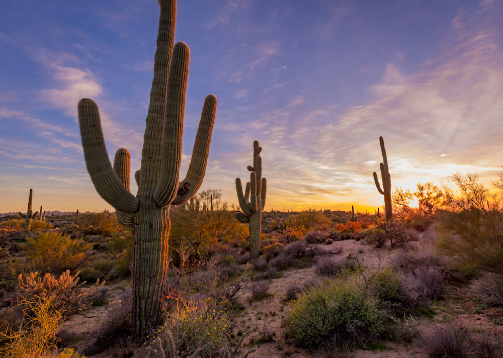 Arizona Photography wall art print | Three Saguaro Sunset | Thomas Watkins Fine Art