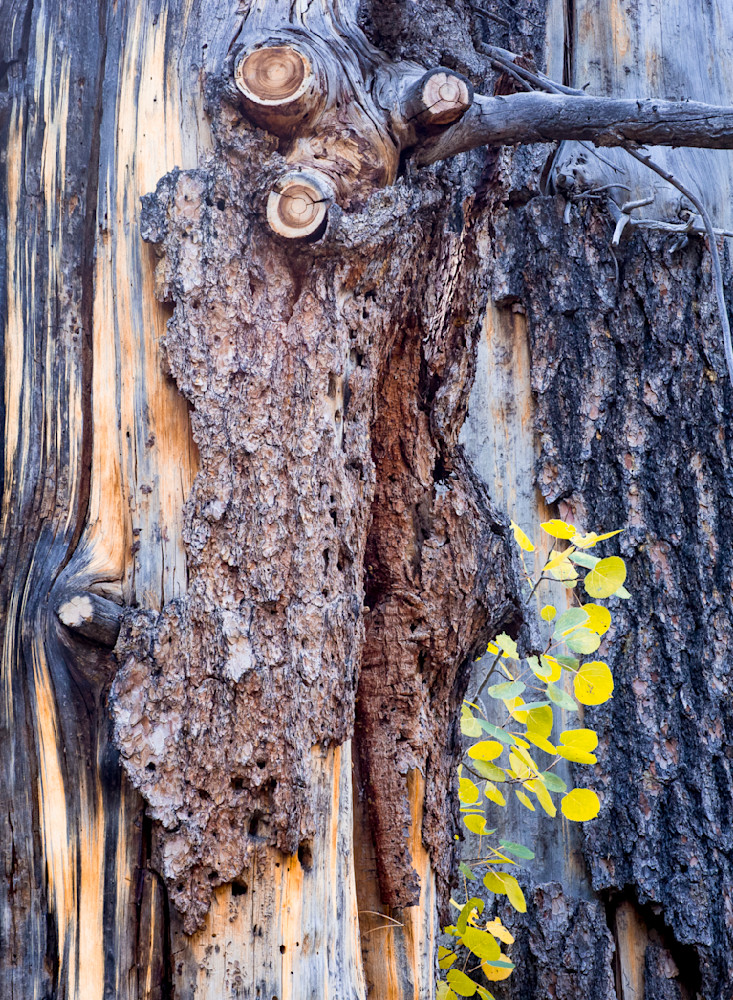 A Touch Of Yellow Photography Art | Thomas Watkins Fine Art