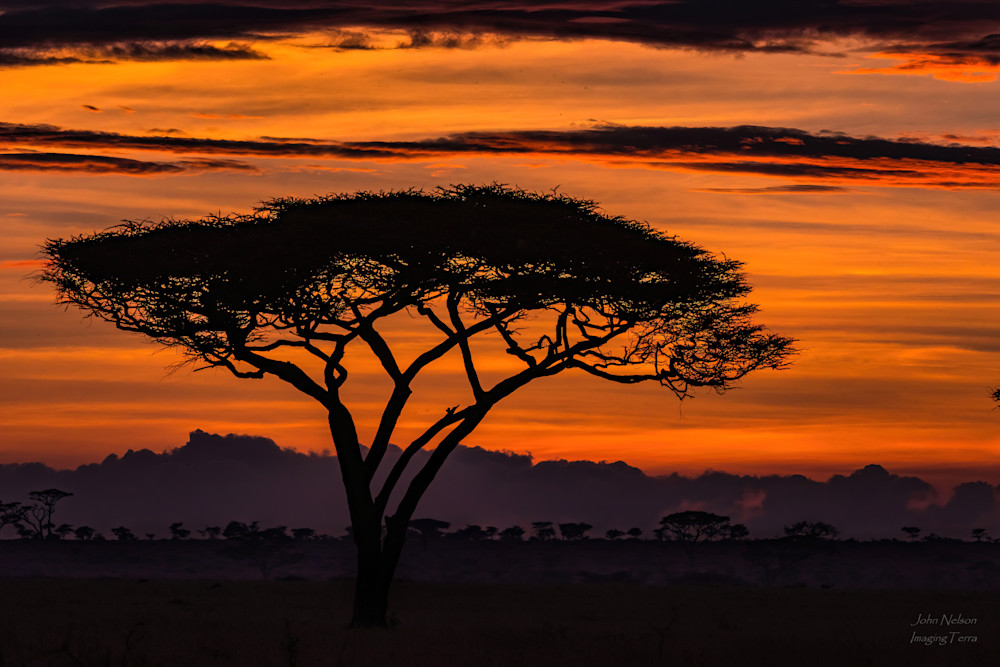 Sunrise Approaching On The Serengeti Photography Art | johnnelson