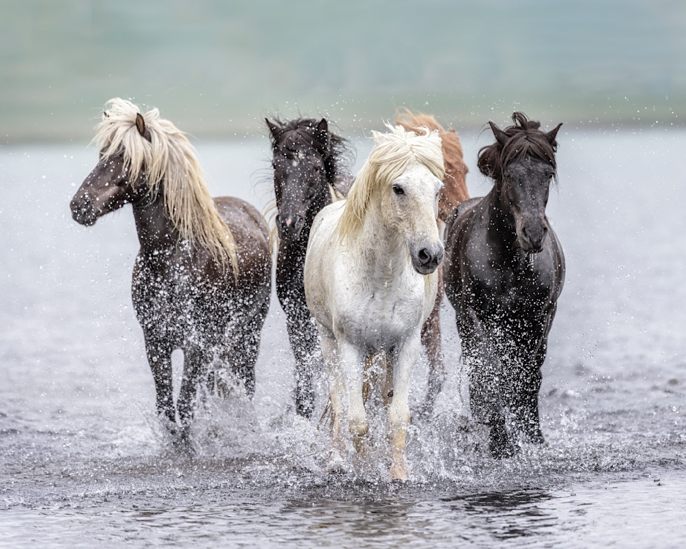 Coming at You | Equine Collection | CBParkerPhoto Art