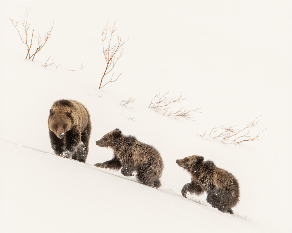 Grizzly Bear Felicia And Cubs Emerging From Winter Den Photography Art | Tom Ingram Photography