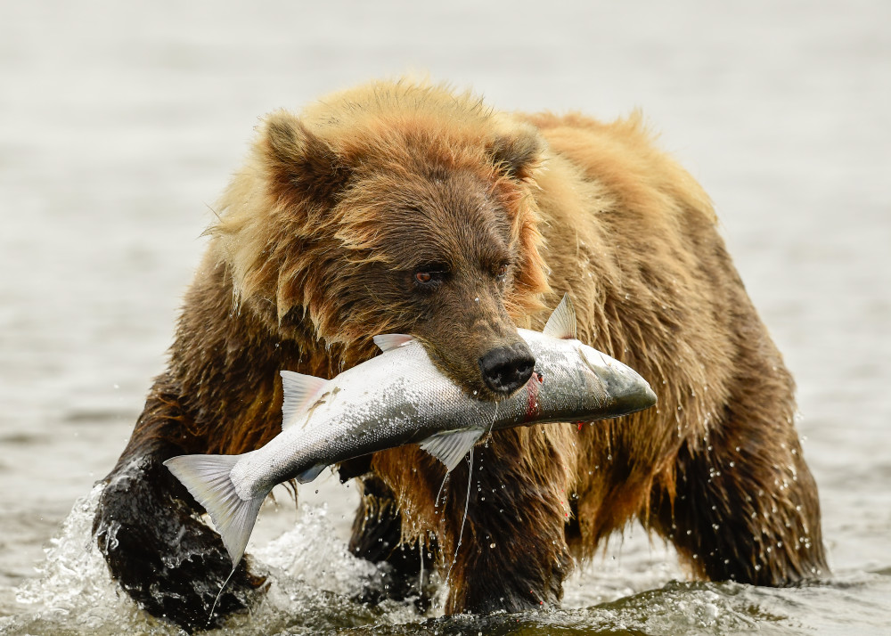 Alaska Brown Bear With Salmon  Photography Art | Tom Ingram Photography