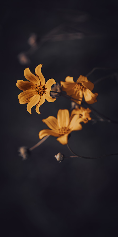 Bidens Leaves Gold Art | FOTO BAZAAR
