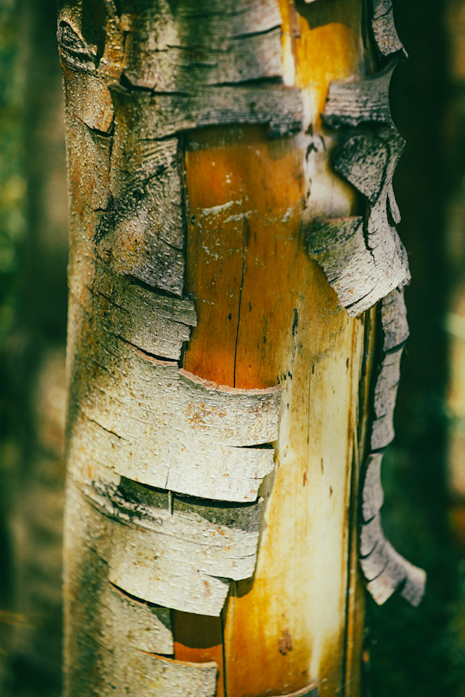 Abstract Tree Closeup Art | FOTO BAZAAR