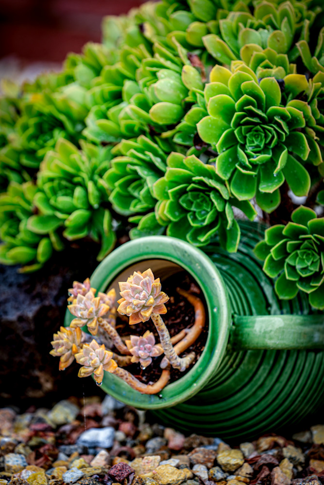 Baby Sedum In A Leaning Pot Surrounded By Canary No.2 Art | FOTO BAZAAR