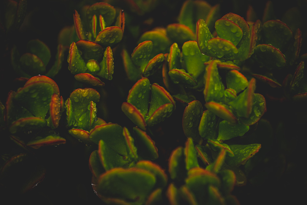 Aabstract Close Up Shot Of Wild Plant Art | FOTO BAZAAR