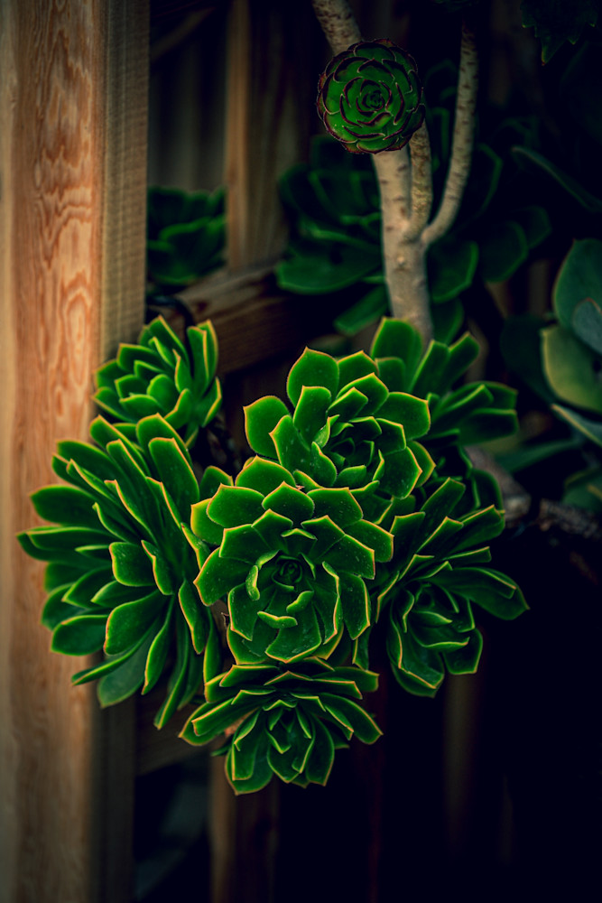 Canary Aeonium Close Up No.1 Art | FOTO BAZAAR