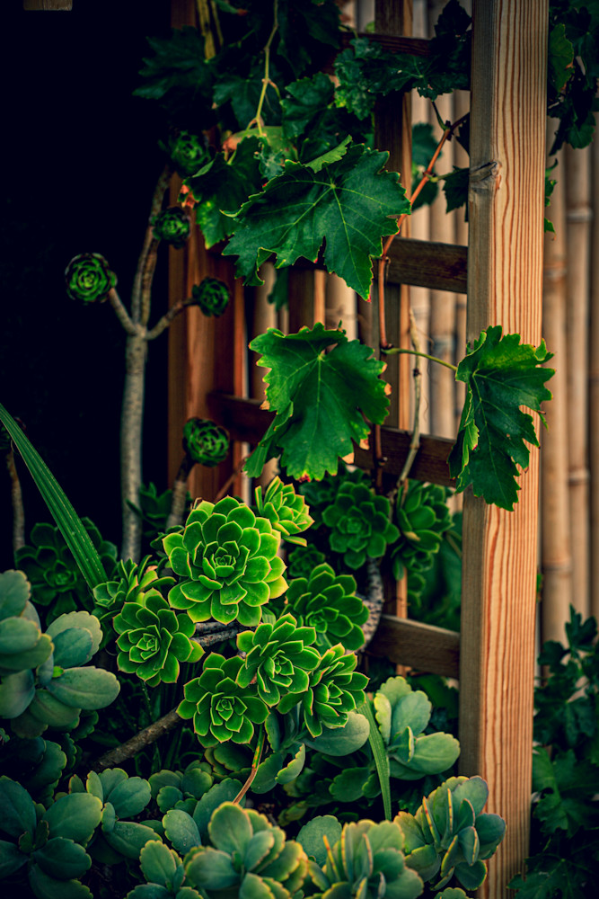Plants In A Cozy Setting Art | FOTO BAZAAR