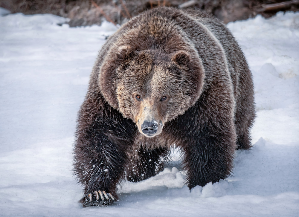 Spring Grizzly Photography Art | Jim Collyer Photography