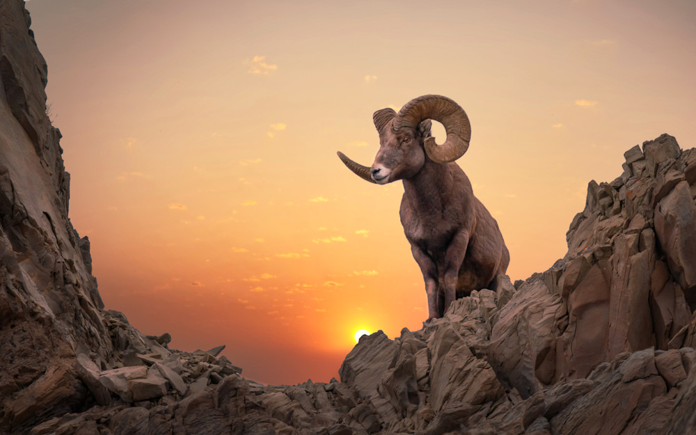 Sunrise Ram Photography Art | Jim Collyer Photography