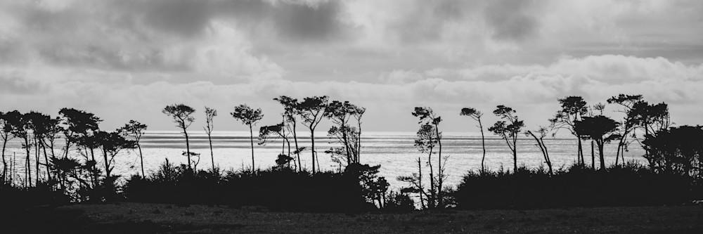 Silhouette Shores   Black & White Trees By The Beach Art | FOTO BAZAAR