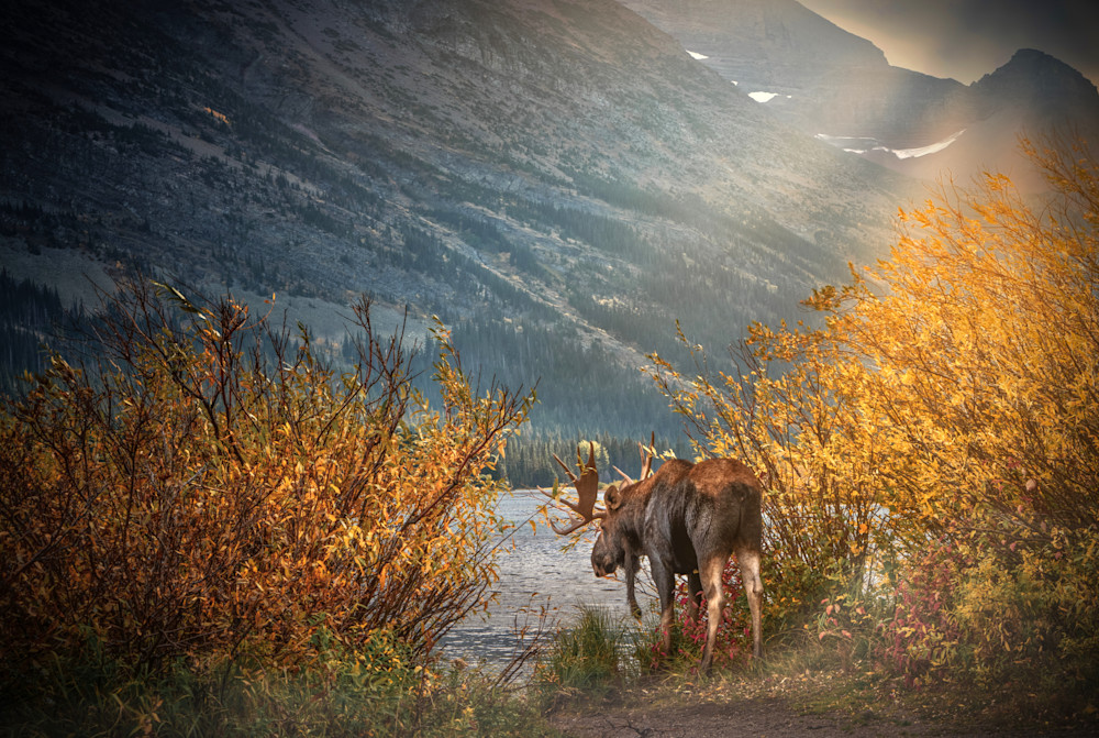 Moose Photography Art | Jim Collyer Photography