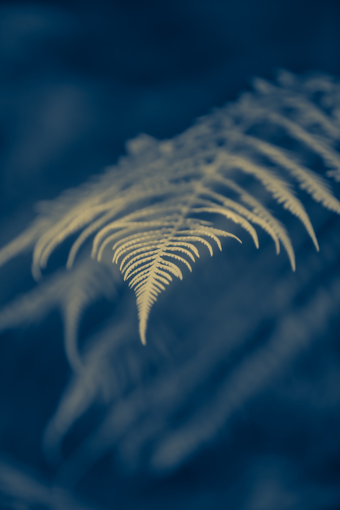 Abstract Art Posing Fern 5