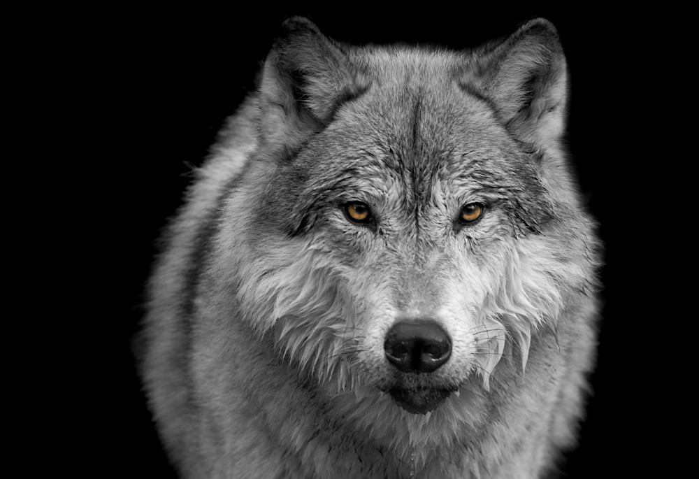 Wolf Eyes Photography Art | Jim Collyer Photography