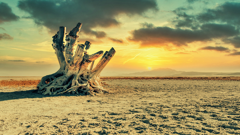 Dead Tree, Dried Roots in Salt Desert at Sunset