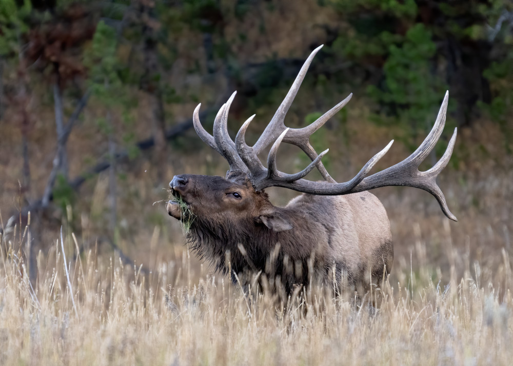 Bull Elk, Yellowstone National Park Photography Art | Tom Ingram Photography