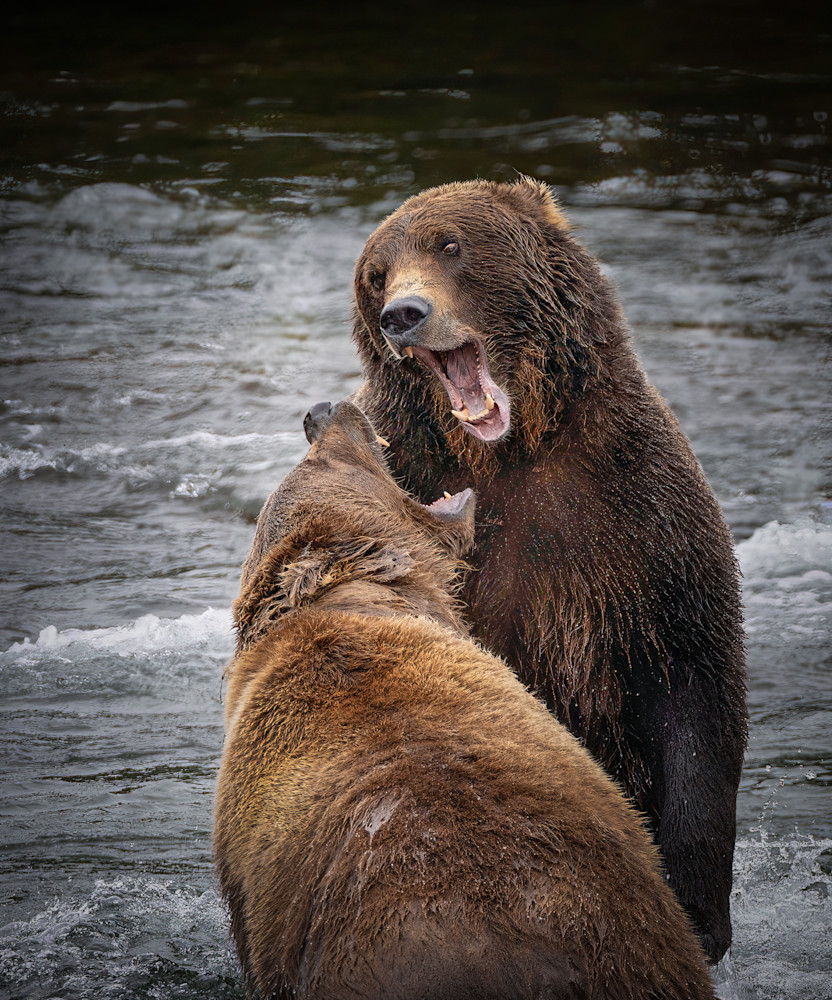 Bear Fight Photography Art | Jim Collyer Photography