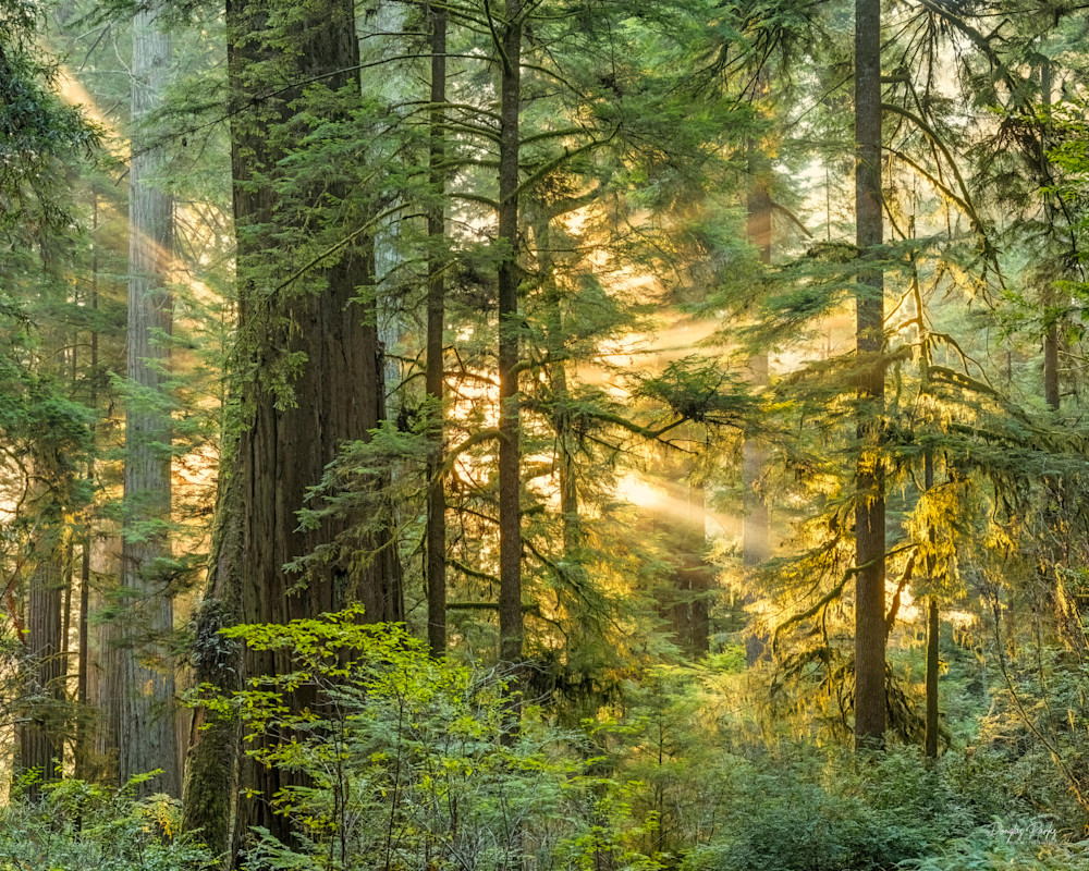 Sun rays in the redwoods