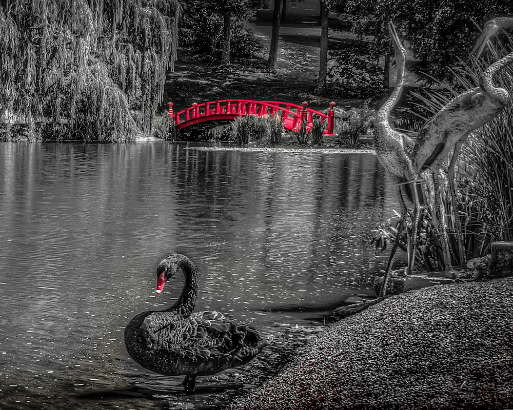 Black Swan Red Bridge 2 Photography Art | Lift Your Eyes Photography