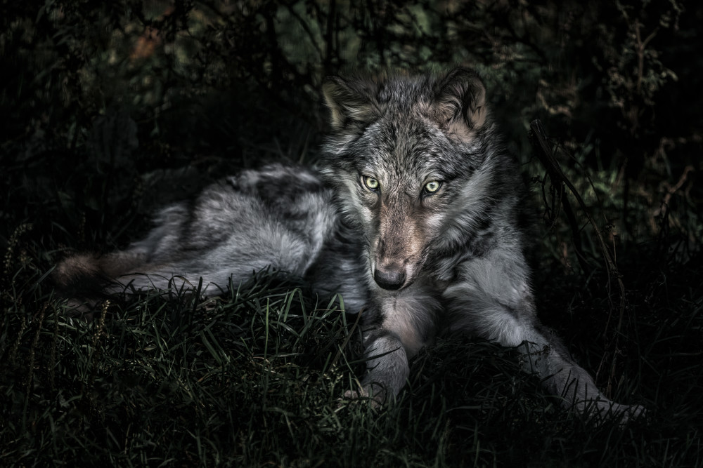 Wolf Wonderment Art | Trevor Pottelberg Photography
