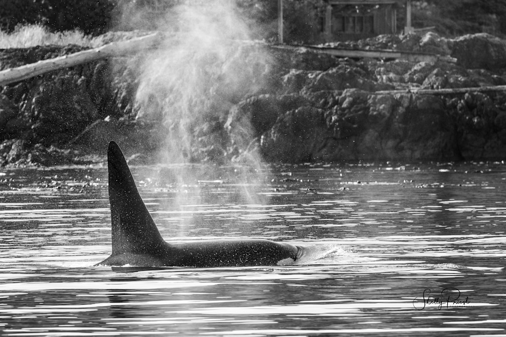 Harbour Orca Photography Art | Shelly Priest Photography