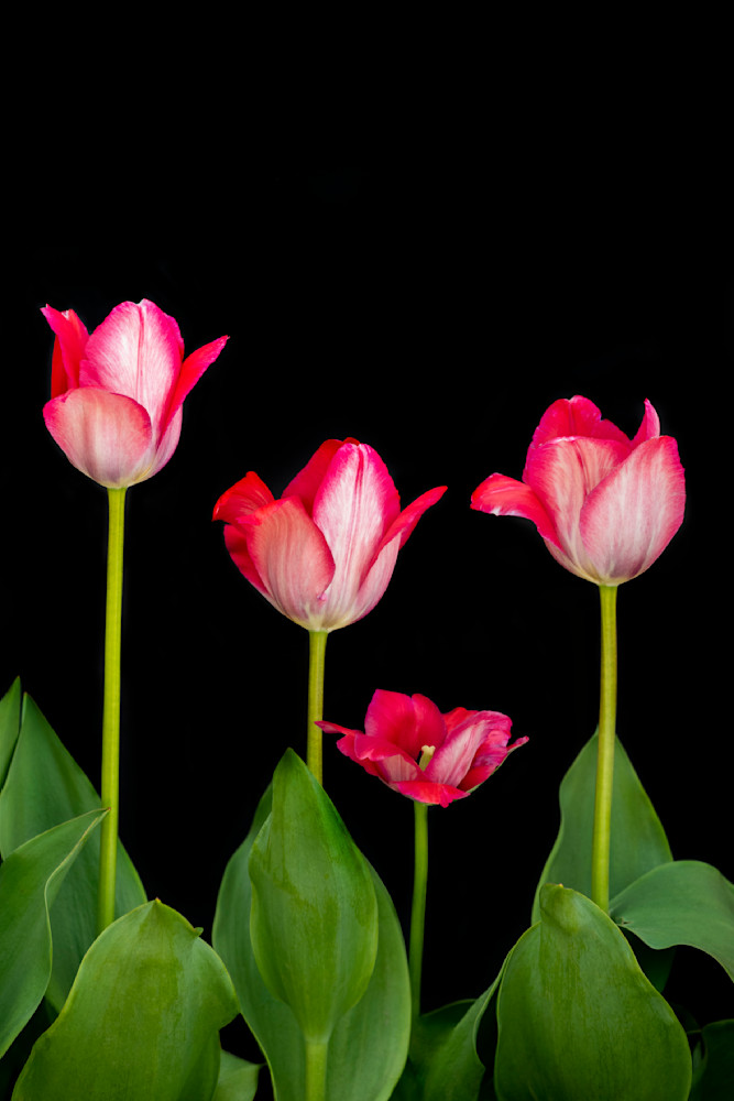 Pink Tulips of Four