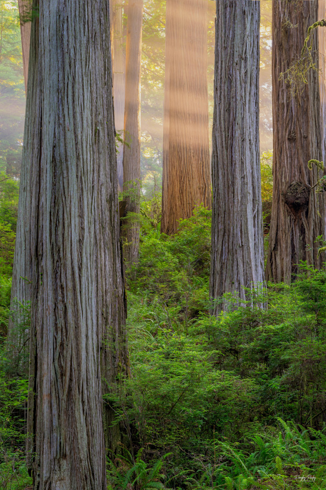 Magic light in the redwoods