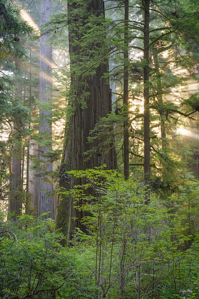 Morning rays in the redwoods