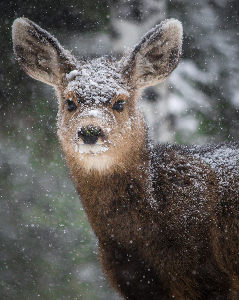 Fawn In The Snow Photography Art | PS Ventures