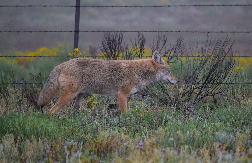 Walking Along The Fence Line Photography Art | PS Ventures