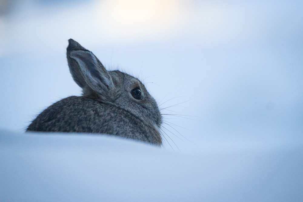 Snow Bunny Photography Art | PS Ventures