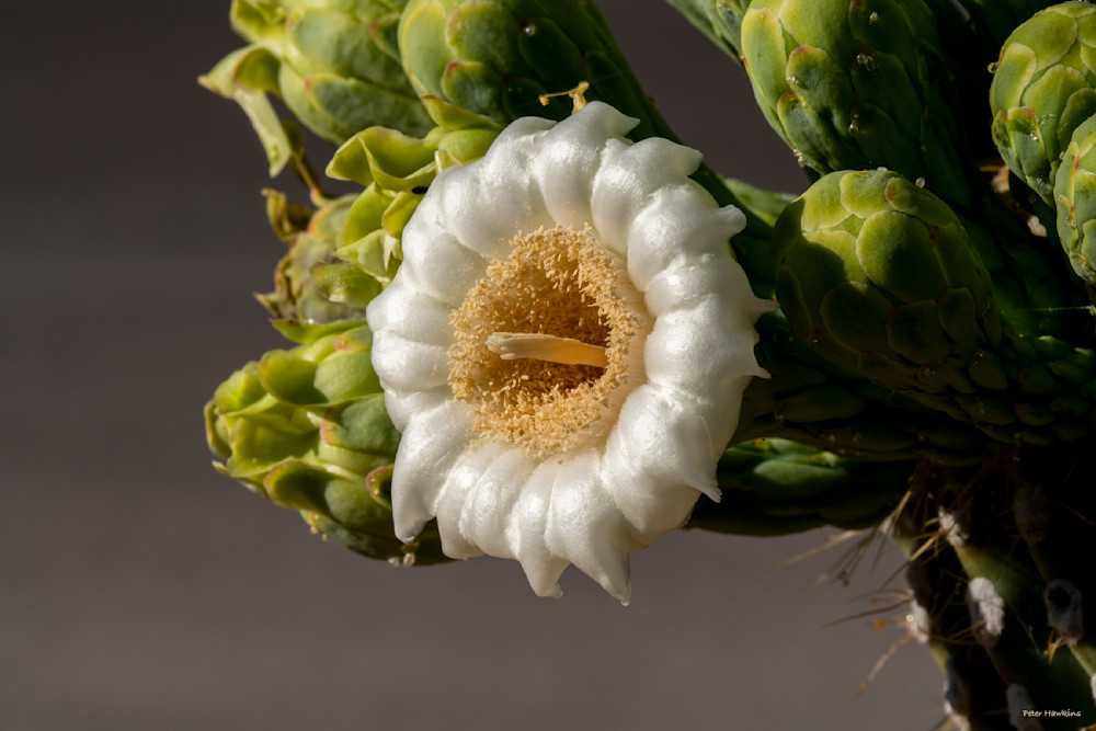 DP764 Saguaro Flower