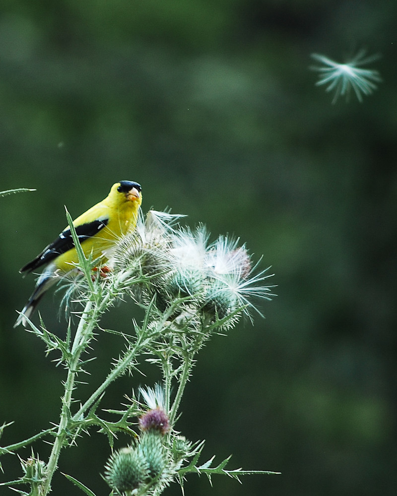 Goldfinch on Thistle-4