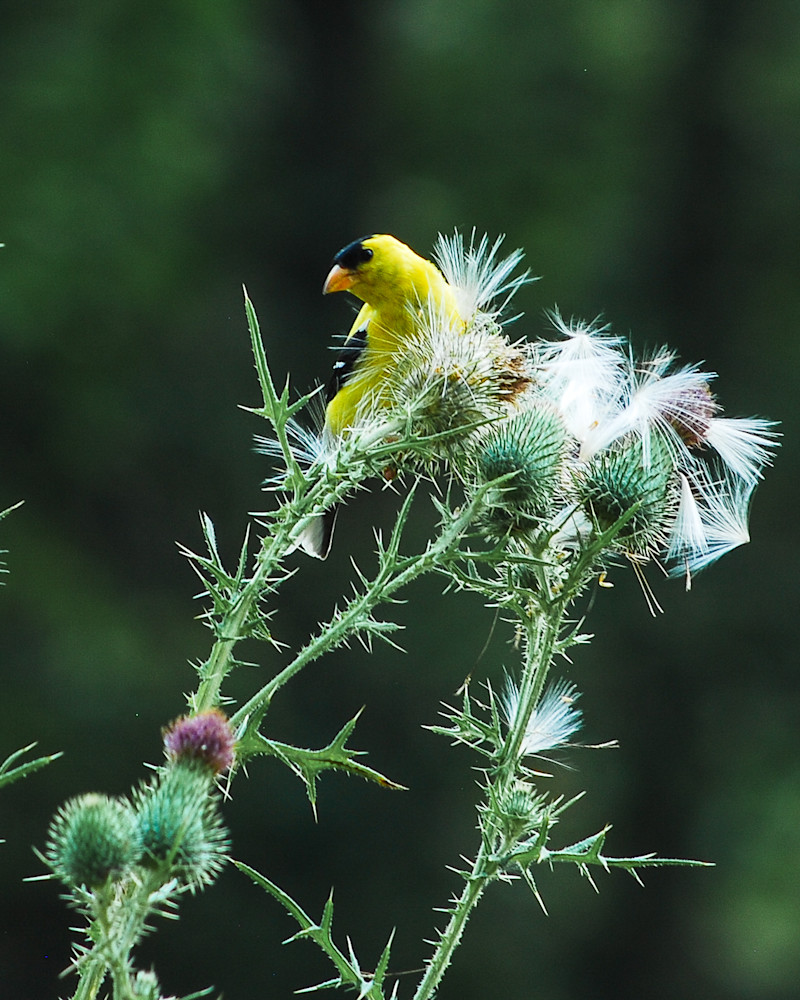 Goldfinch on Thistle-5