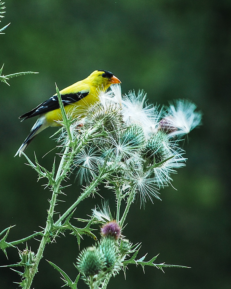 Goldfinch on Thistle-2