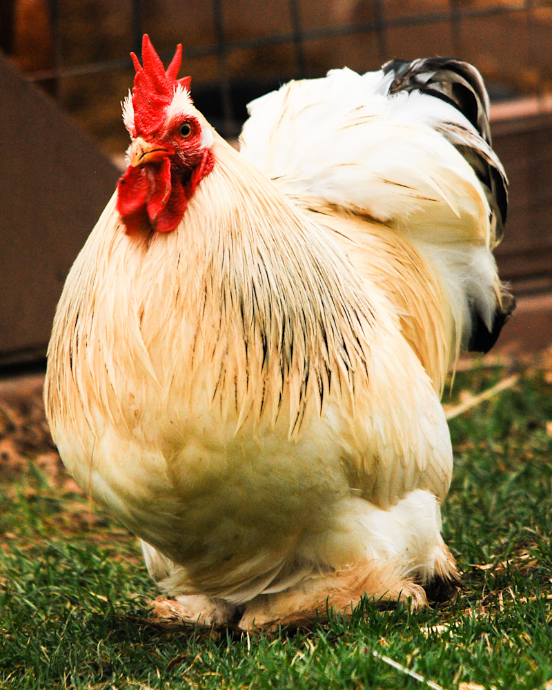 Bantam Cochin Rooster Photography Art | Jim Rendos Photography