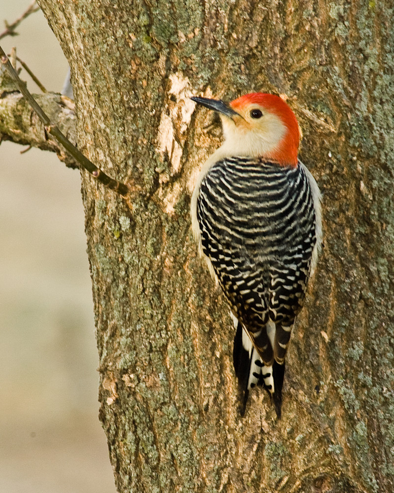Red-Bellied Woodpecker-2