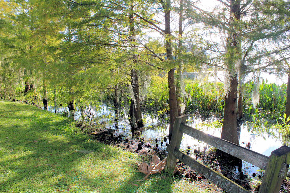 2020 Mt Dora Old Florida Walk Trail Art5b Photography Art | PixByNic Photography LLC