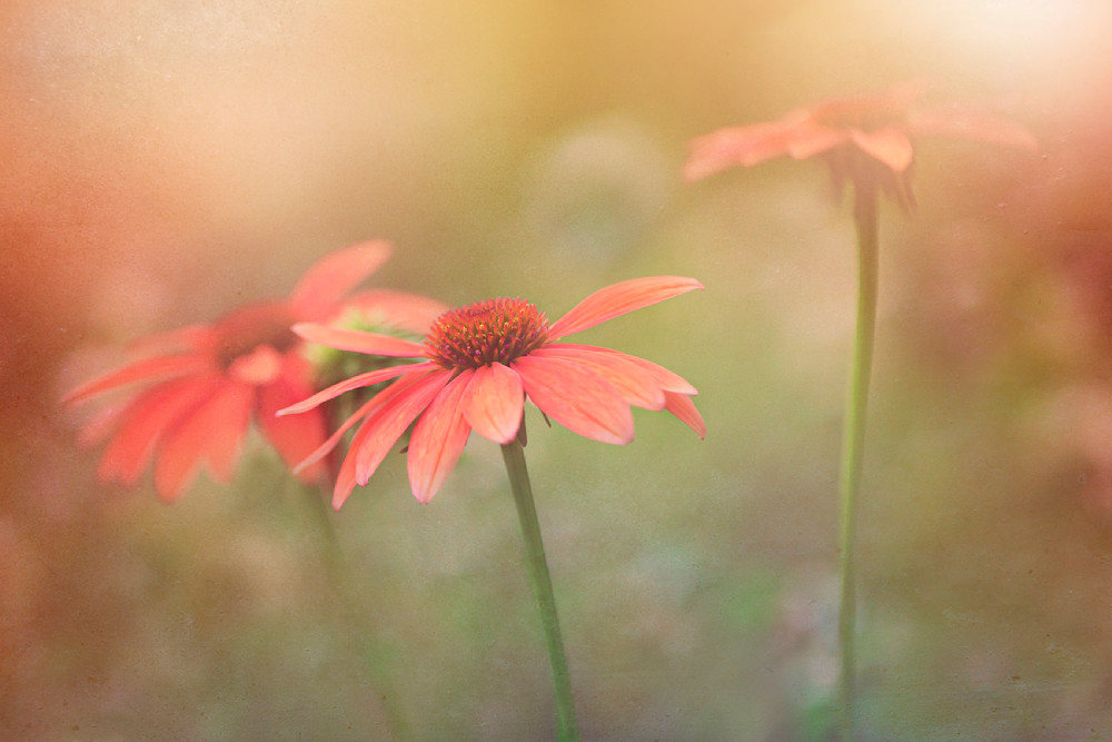 Basking In The Glow Photography Art | Patti Gary Photography