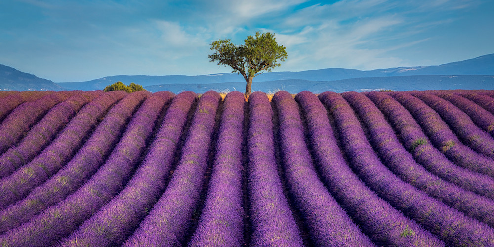Valensole Lavender Fields Photography Art | Francois De Melogue