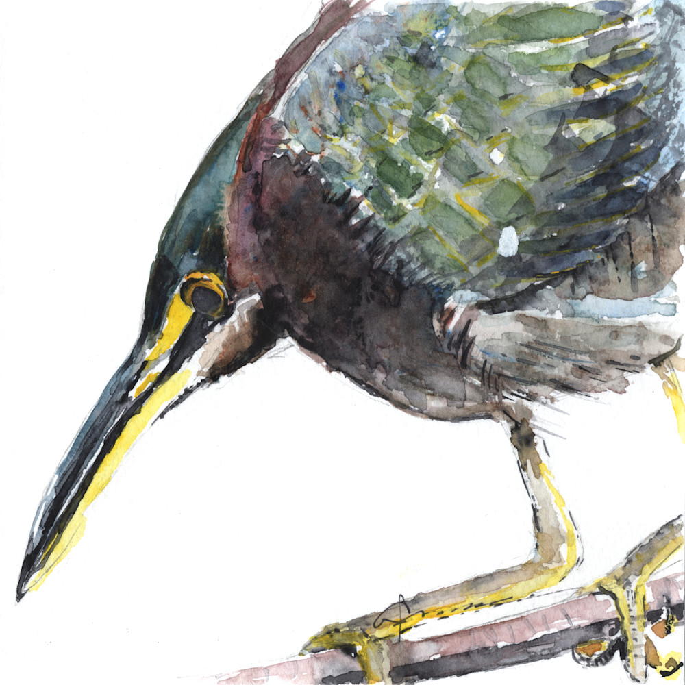 Green Heron Art | Claudia Hafner Watercolor