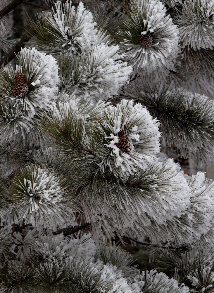 Hoar Frost Photography Art | PS Ventures