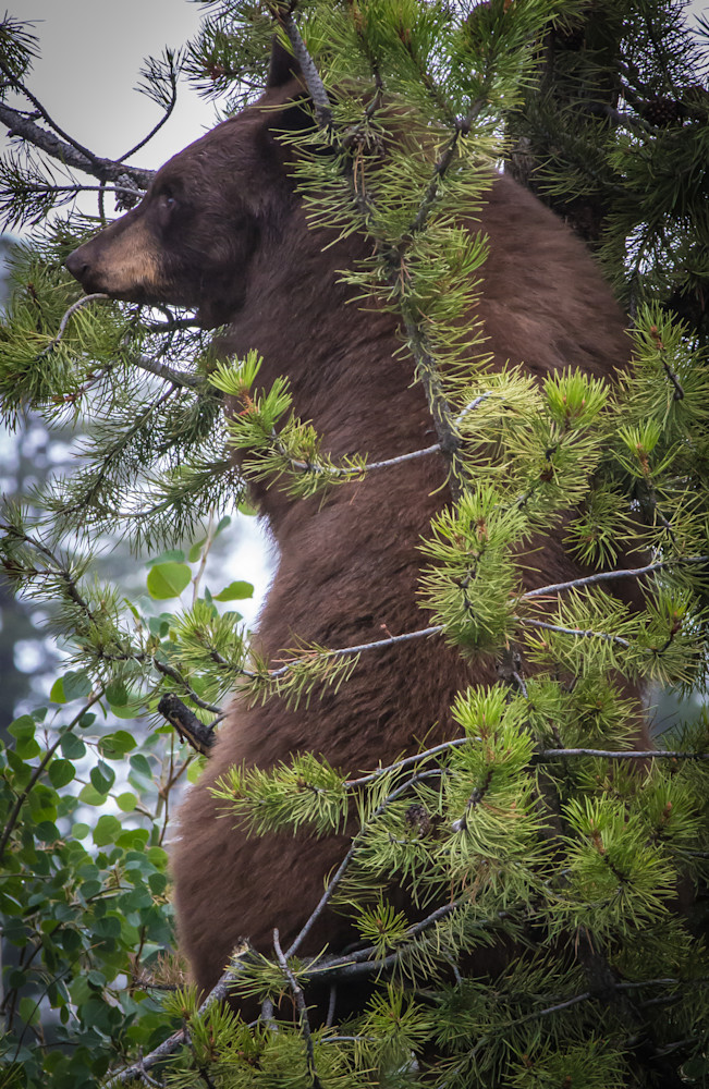 Bear In The Pines Photography Art | PS Ventures