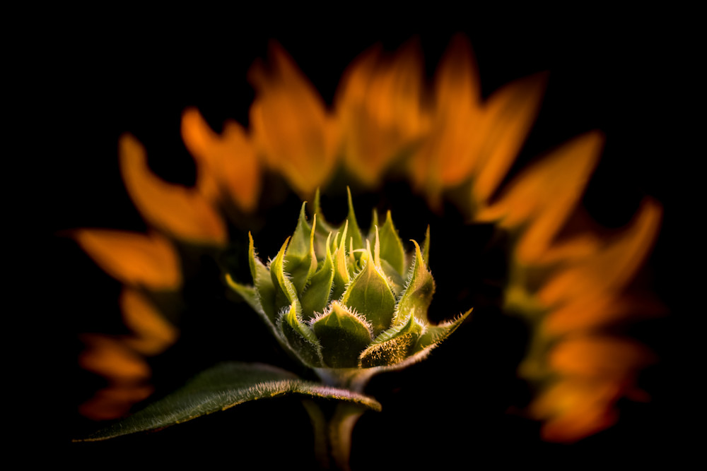 Aspiring Sunflower Photography Art | Kim Clune, Photographer Untamed
