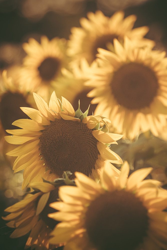 Stacked Sunflowers Photography Art | Kim Clune, Photographer Untamed