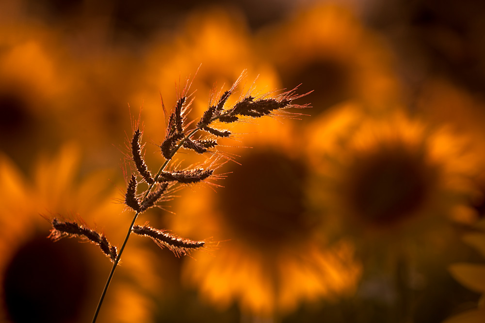 Golden Glow, Sunflowers Photography Art | Kim Clune, Photographer Untamed